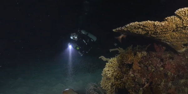 Unveiling the Mysteries of Night Diving: Tips for a Safe and Thrilling Experience