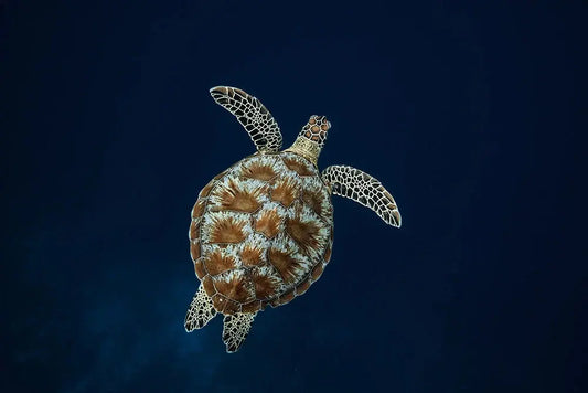 Underwater Photography Exploring the Magical Underwater World